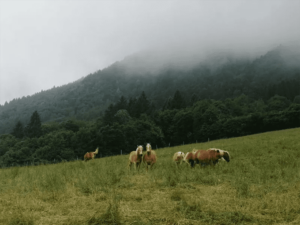 Monte Novegno: attraverso la Grande Guerra